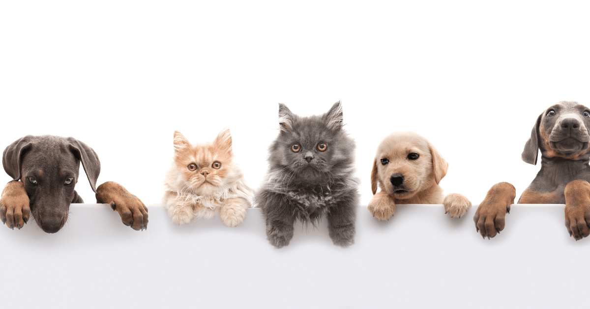 pet urine odor in carpet image featuring cute animals