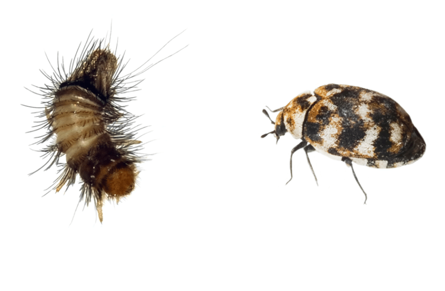 How to Get Rid of Carpet Beetles, for Good.