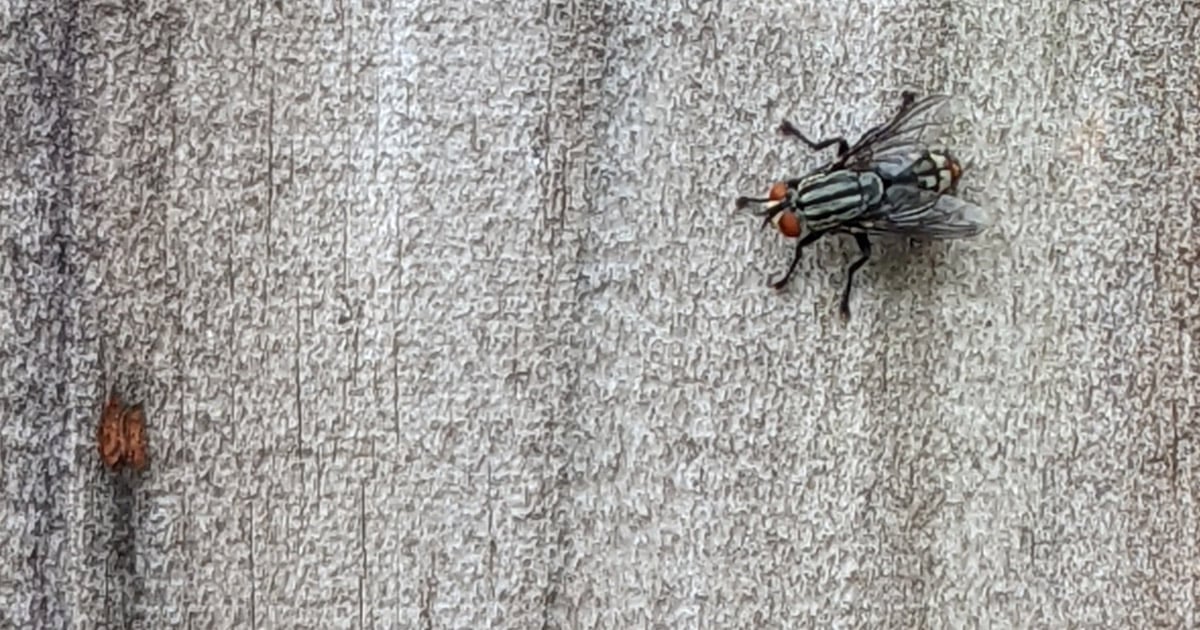 Fly